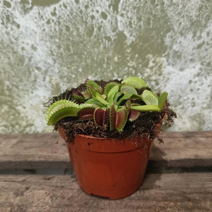 KARPASLOUKKU Dionaea muscipula P9 Lihansyojakasvi KARPASLOUKKU Dionaea muscipula P9 Lihansyojakasvi