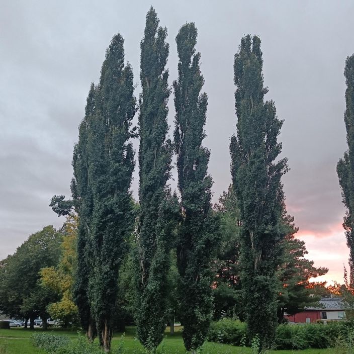 PYLVASHAAPA Populus tremula 'Erecta' 150-250 cm Kotimaisen metsahaavan pystykasvuinen muoto / VAIN NOUTO PYLVASHAAPA Populus tremula 'Erecta' 150-250 cm Kotimaisen metsahaavan pystykasvuinen muoto / VAIN NOUTO